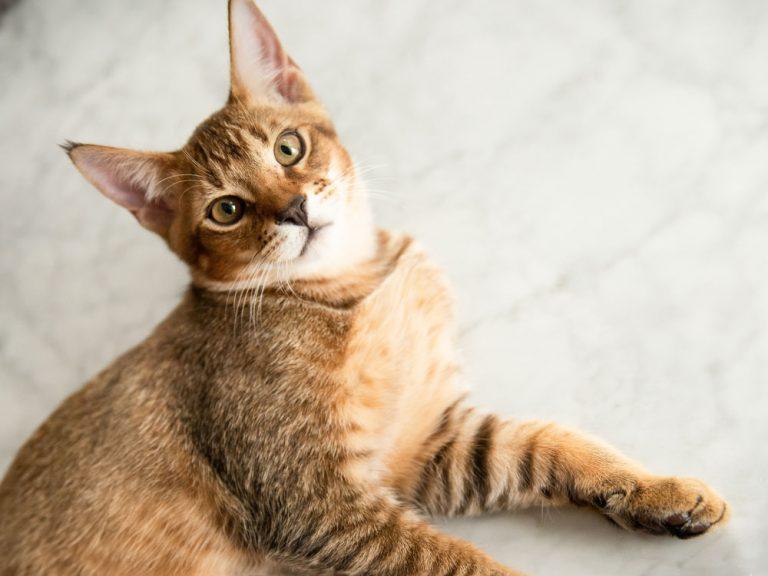 large Chausie cat hybrid