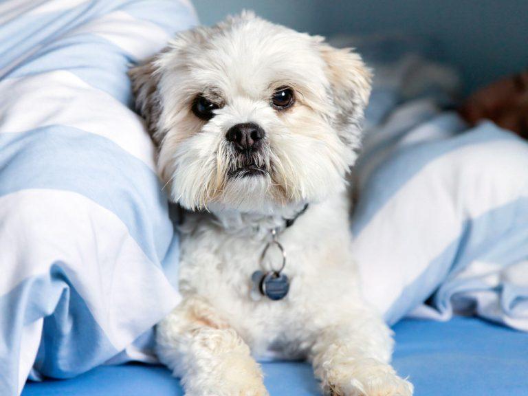 hypoallergenic lhasa apso on bed
