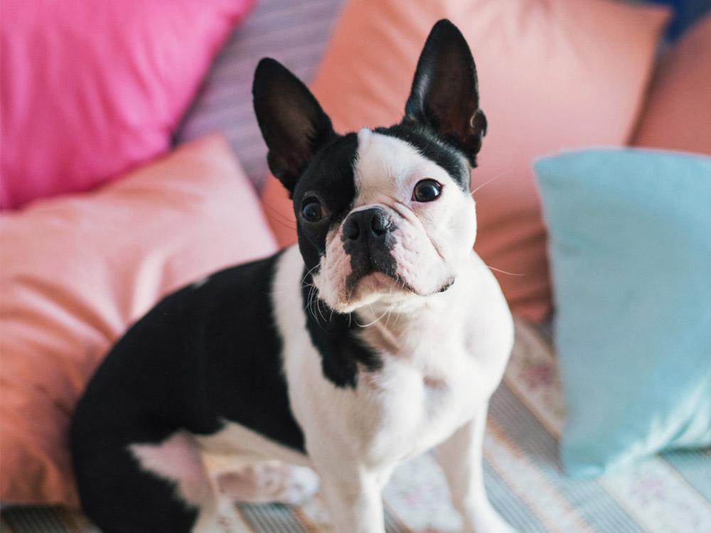 Boston Terrier