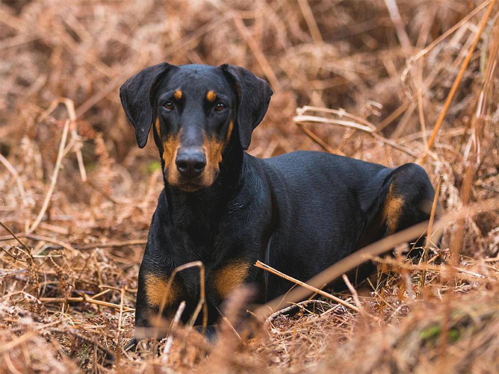 working Doberman siting in field