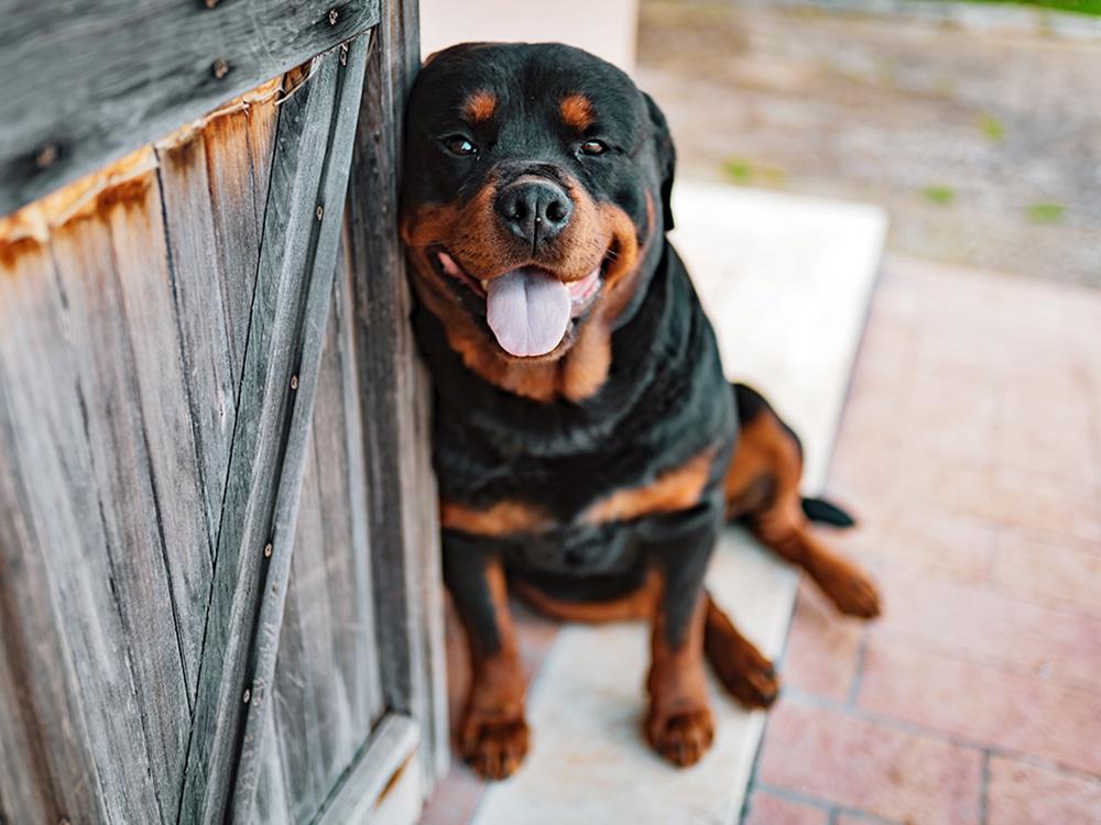 Rottweiler dog