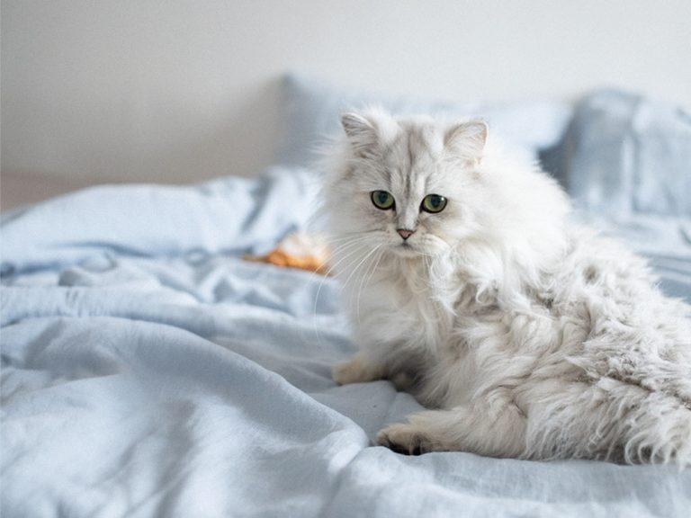 fluffy persian cat