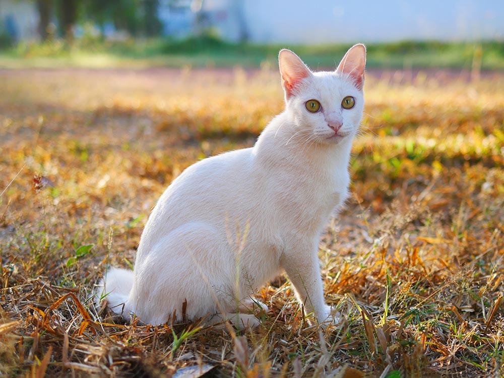 Japanese bobtail