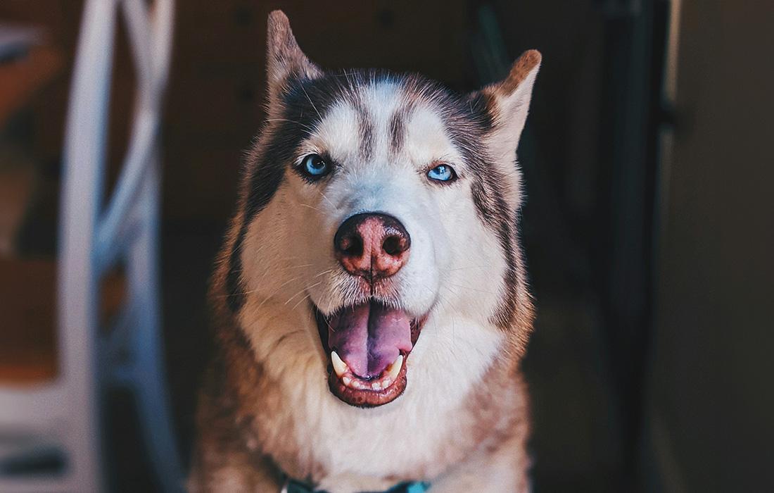 husky