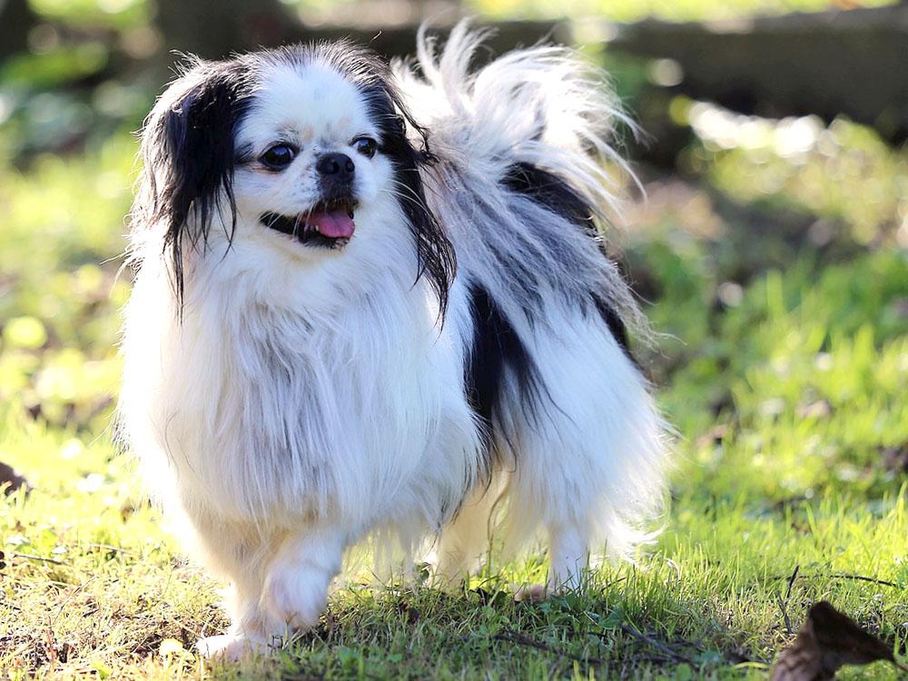 Japanese Chin