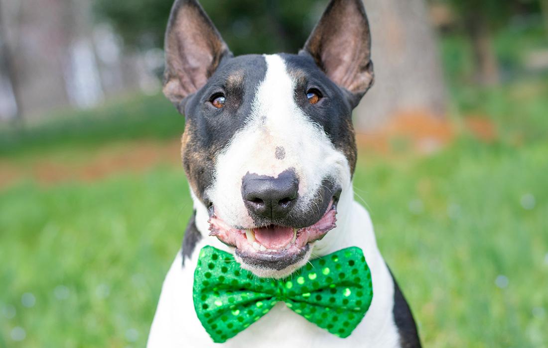 bullterrier with bowtie