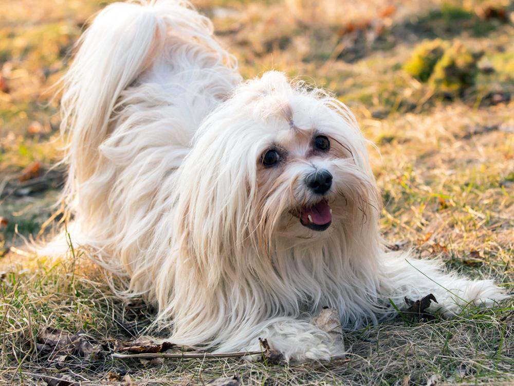 havanese in bow position