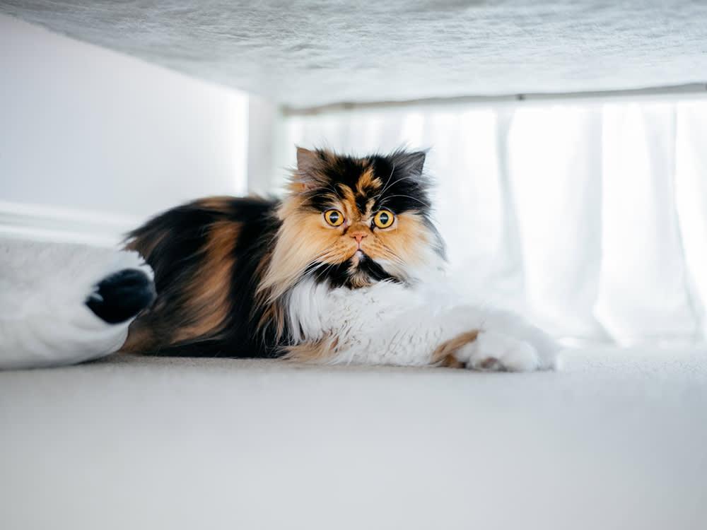 persian cat under bed
