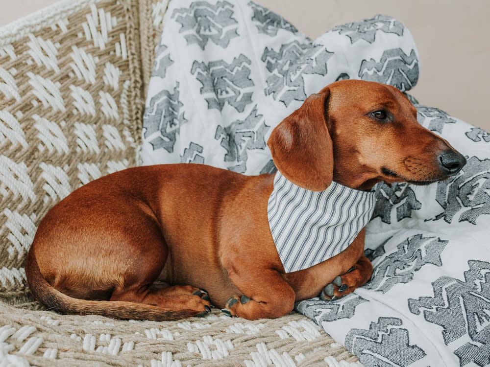 dachshund dog on bed