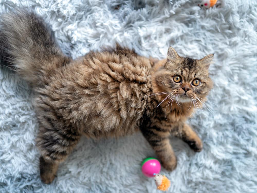 Persian cat lying on rug