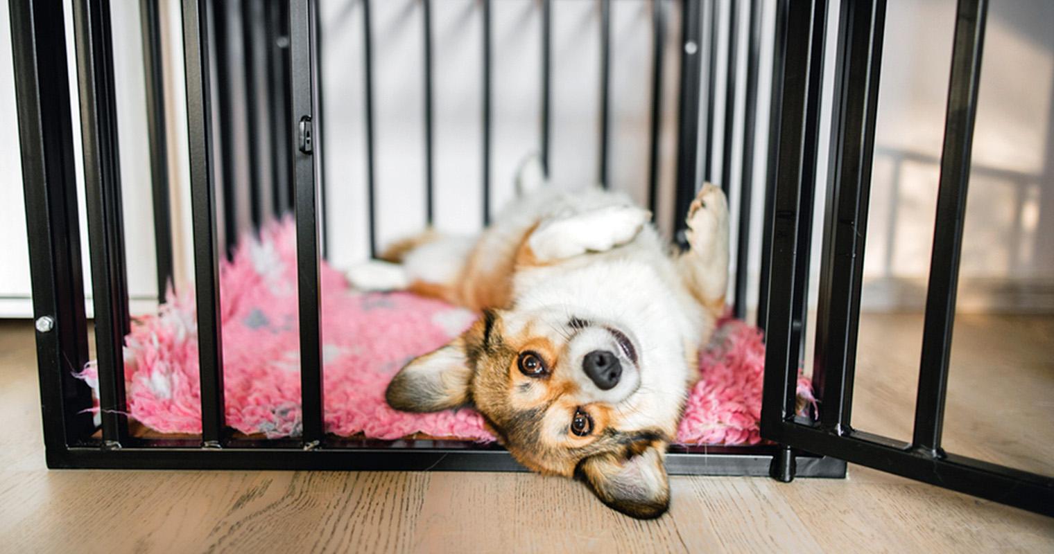 How to Choose the Right Size Crate for Your Dog