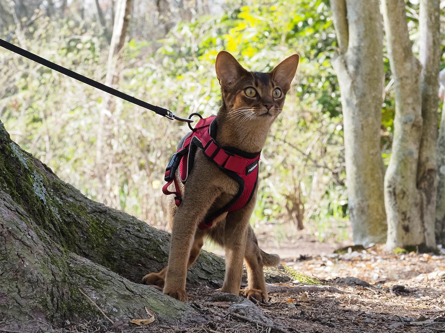 brown Absynnian cat on leash