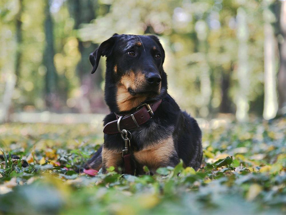 large beauceron lying in the woods