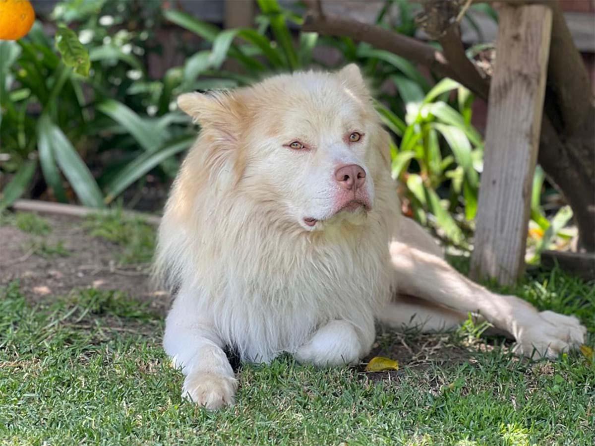 husky bulldog mix