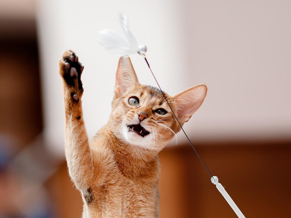 abyssinian playing with toy