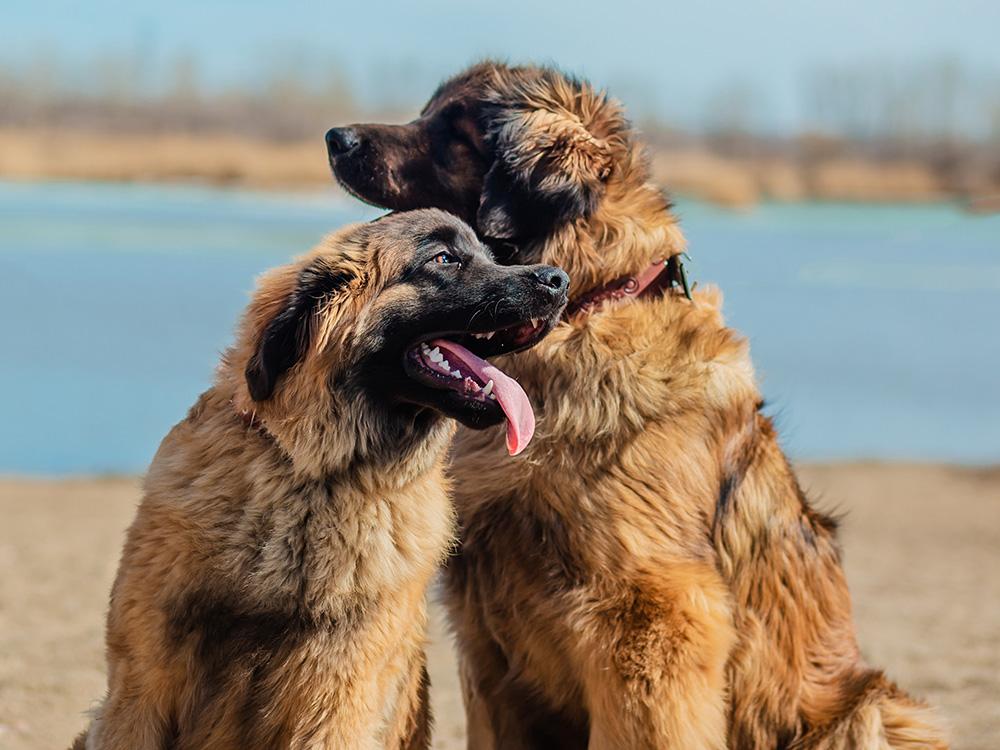 two Leonberger dogs