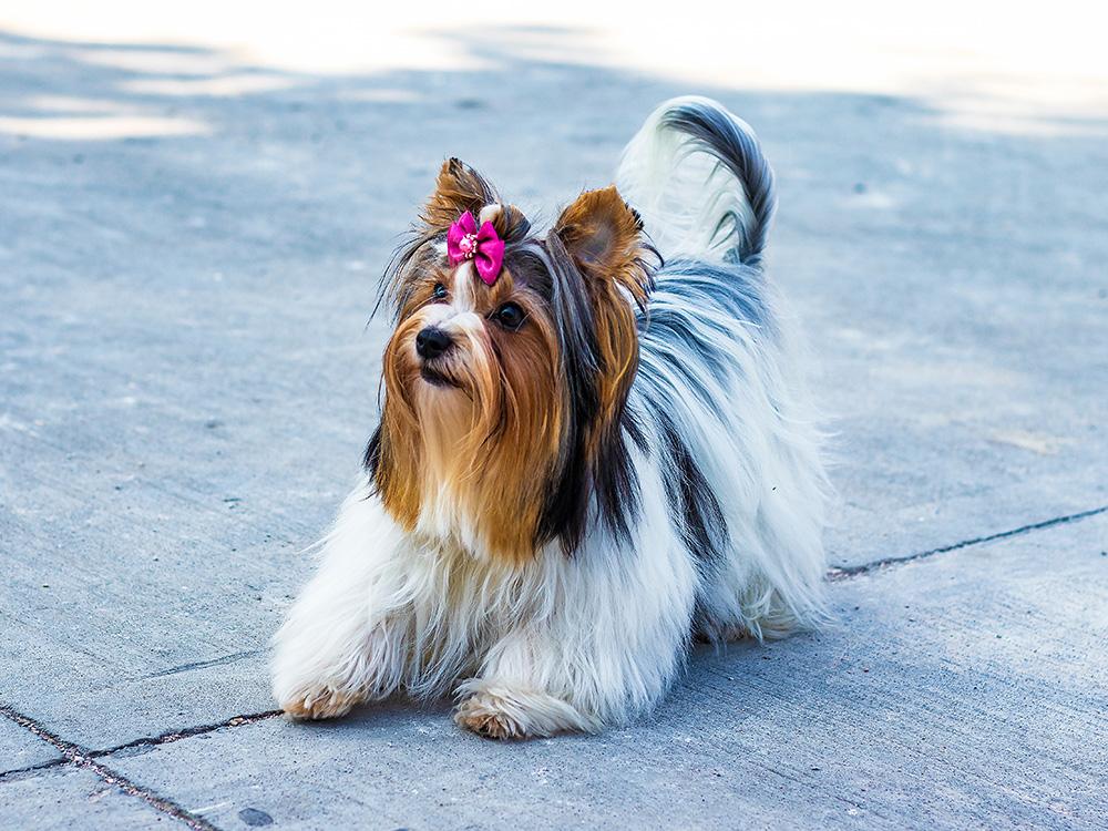 Yorkshire Terrier on cement