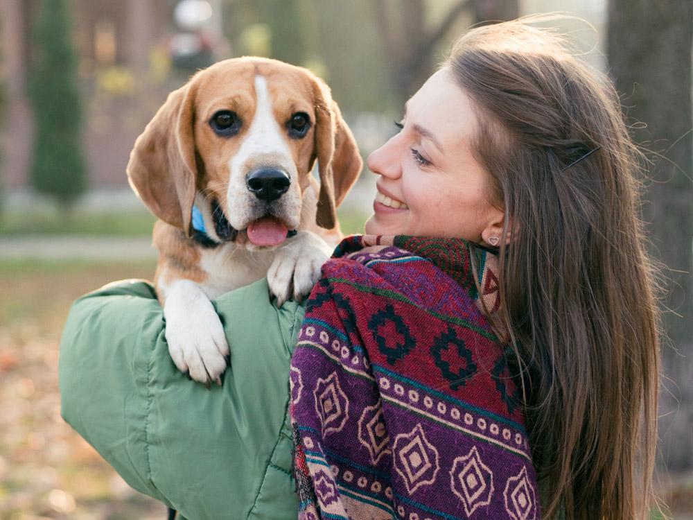 Beagle held by person