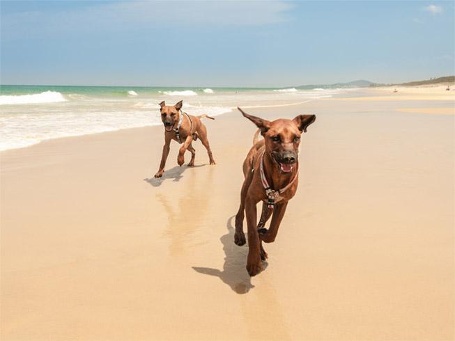 running Rhodesian Ridgeback