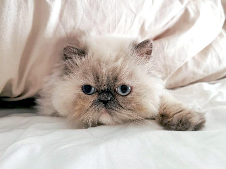 fluffy himalayan cat