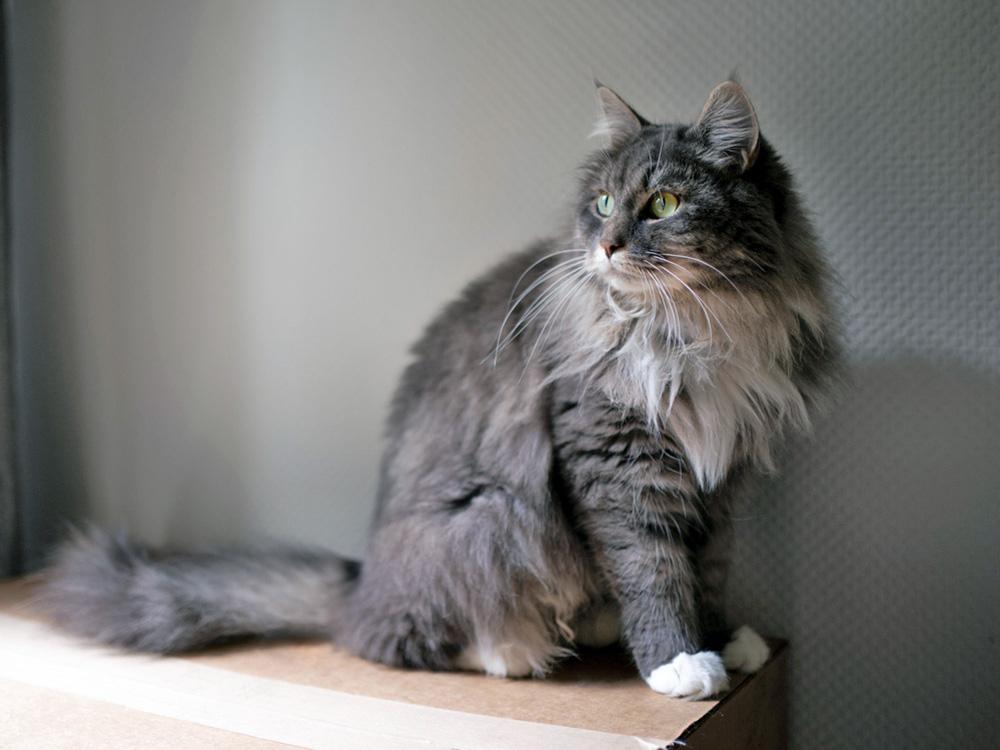 Gray ragamuffin cat on box