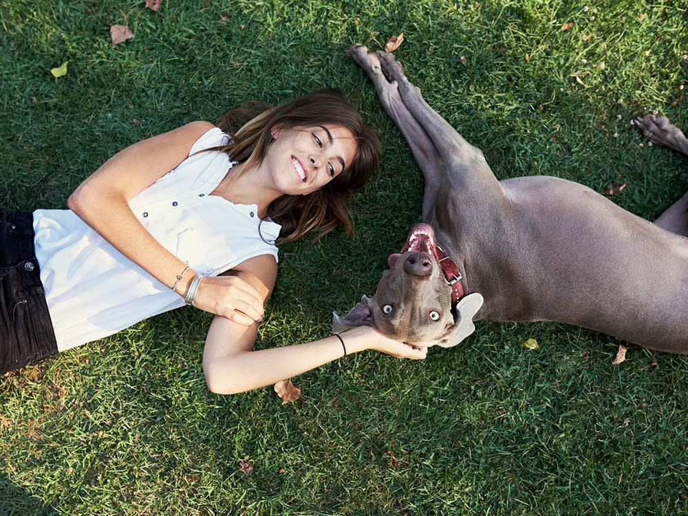 woman and large weimaraner play on grass