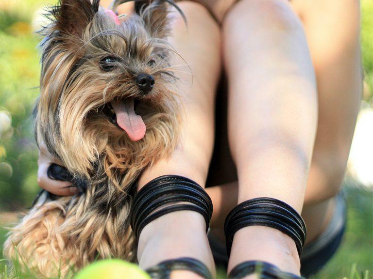 Yorkie dog with woman in park