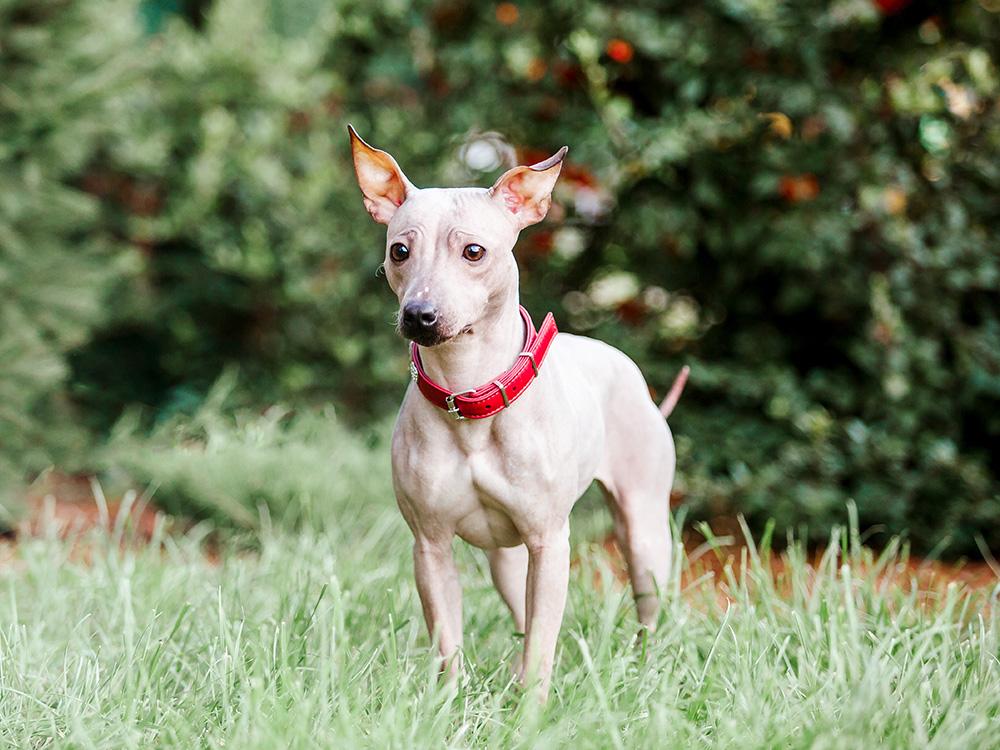 American Hairless Dog in grass