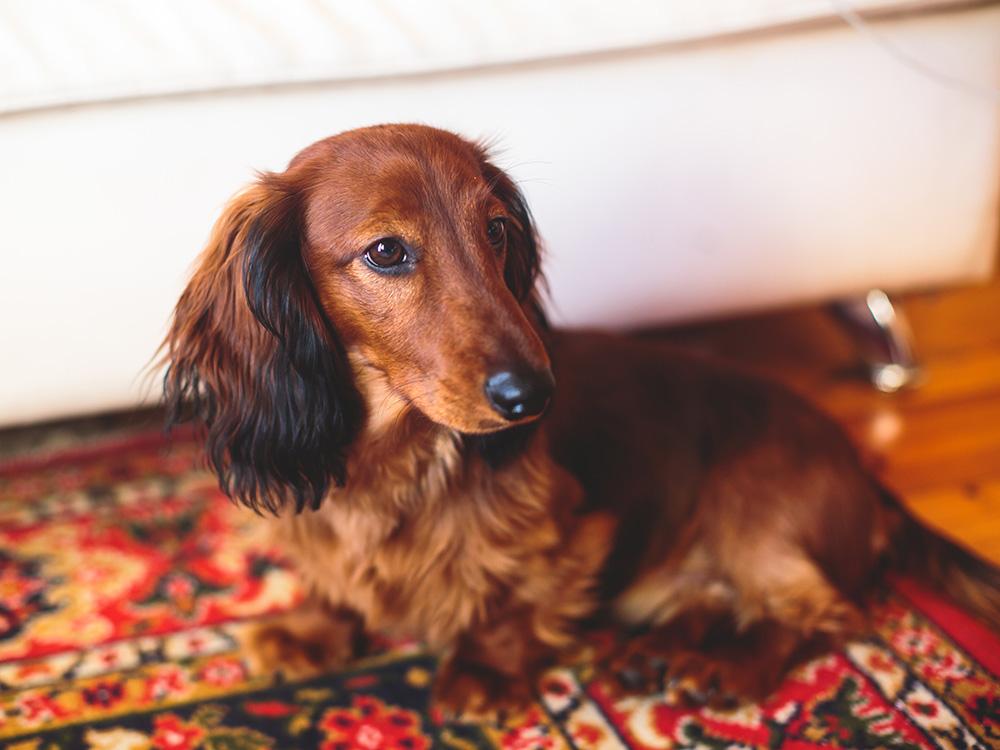 longhaired dachshund dog on oriental rug