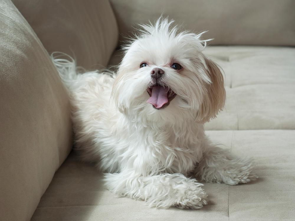 Maltese dog on sofa