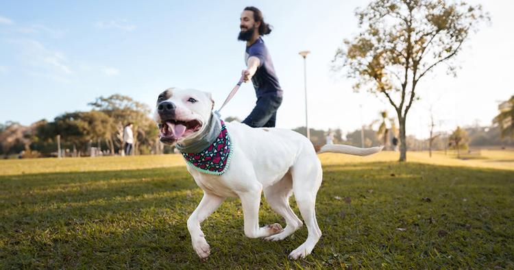 Help! My Dog Pulls on Leash and I’ve Tried Everything