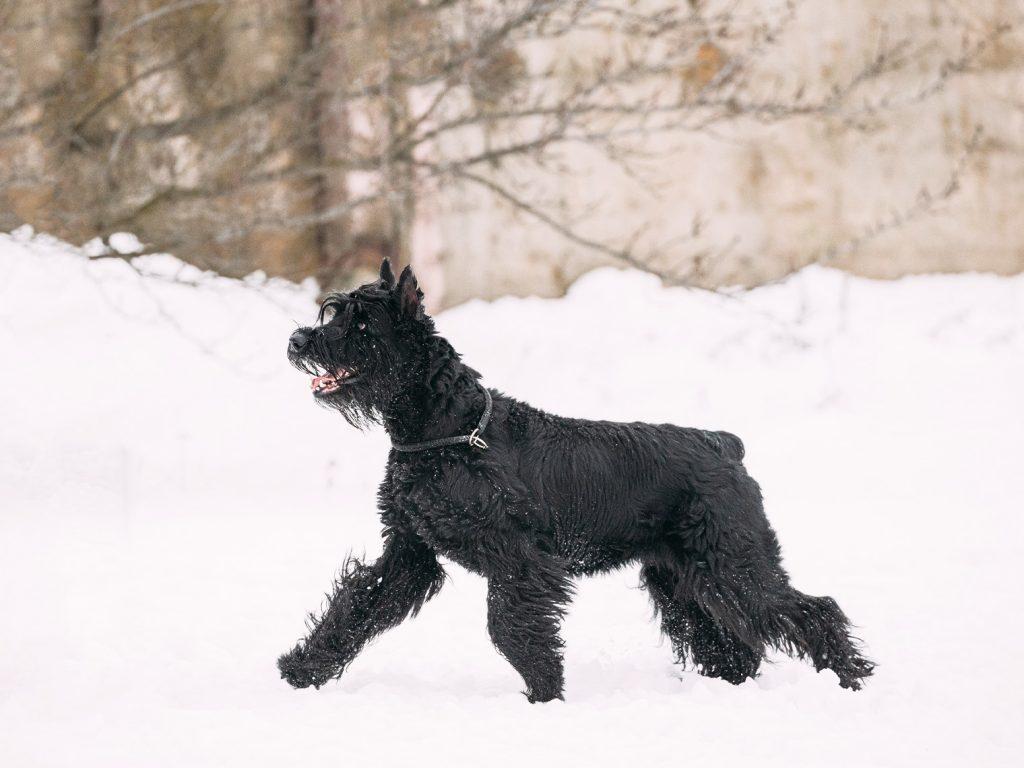 Black large schnauzer running in snow