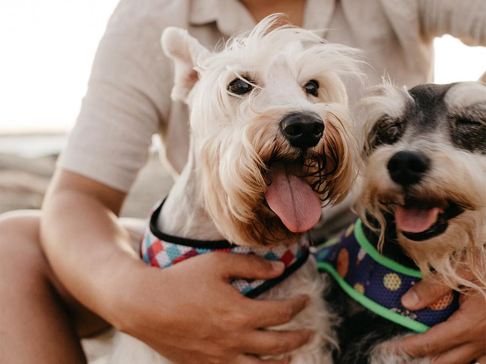 Miniature Schnauzer