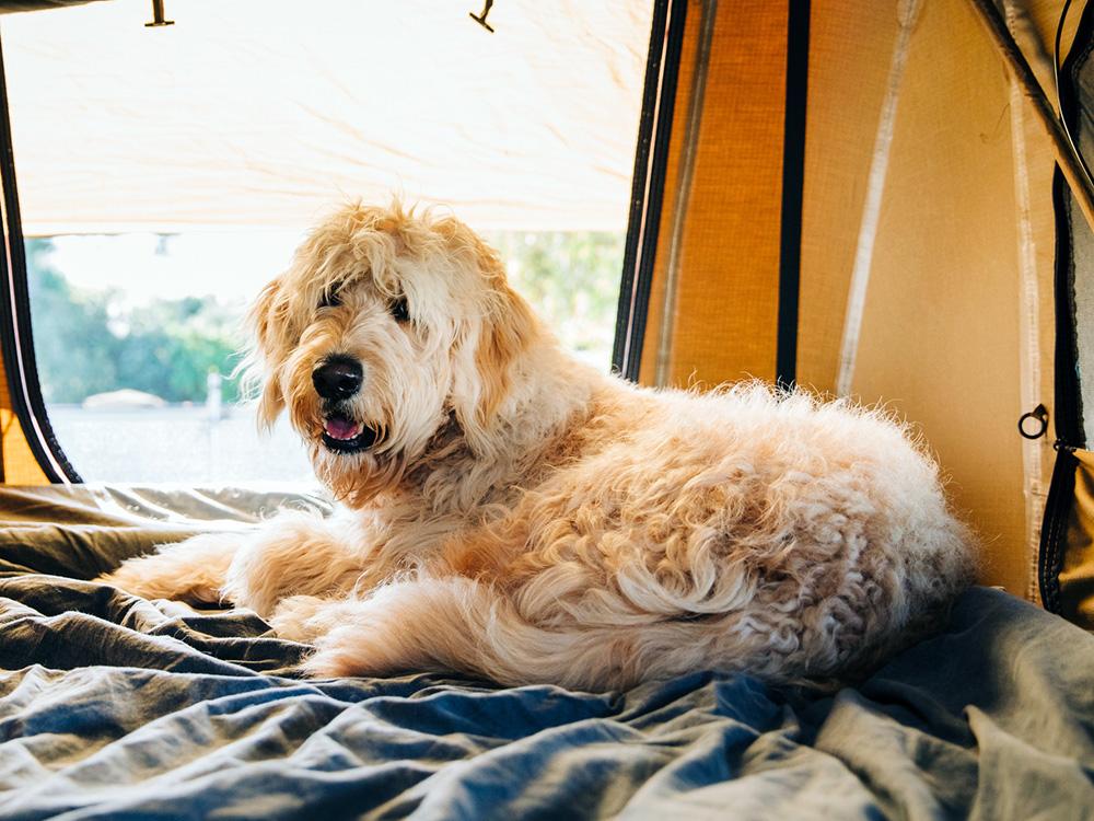 Goldendoodle dog in camping spot