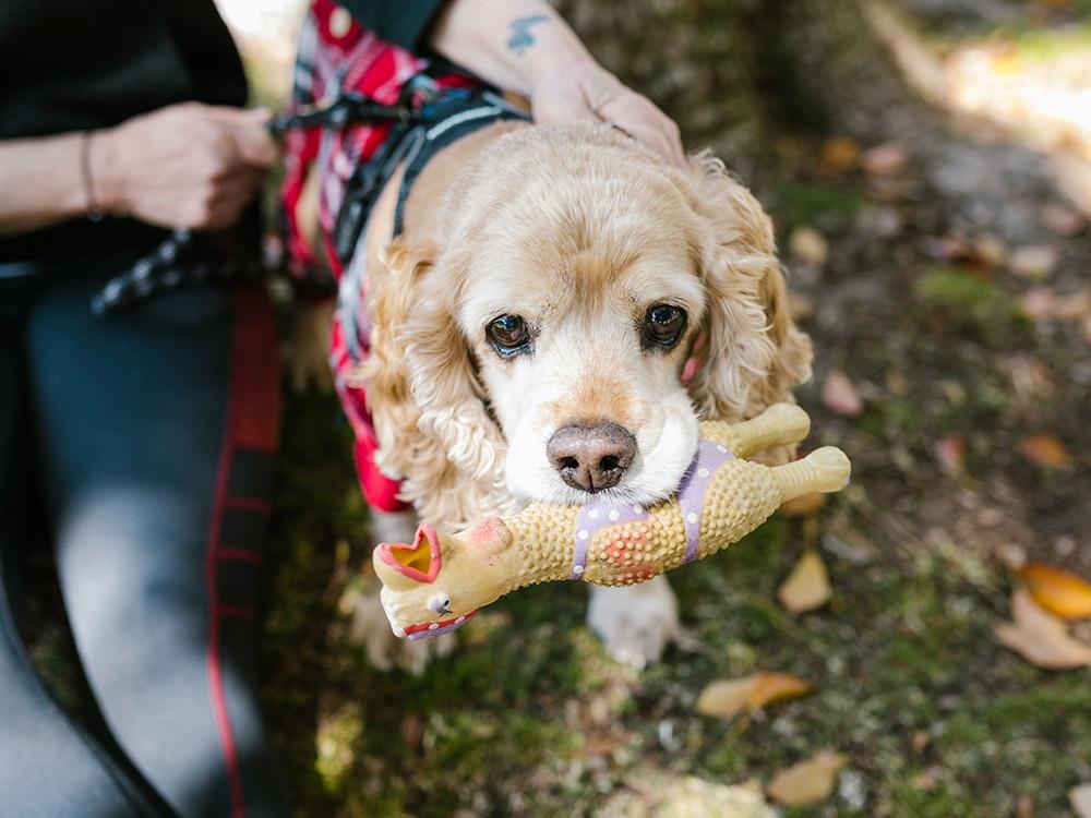 Cocker Spaniel