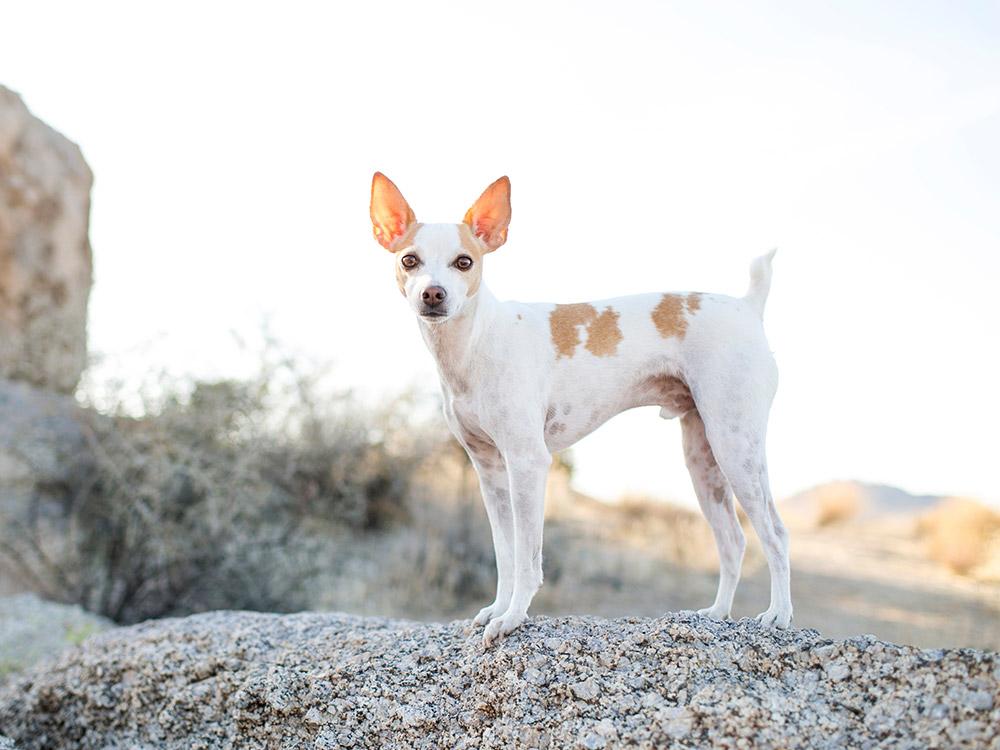 Rat Terrier