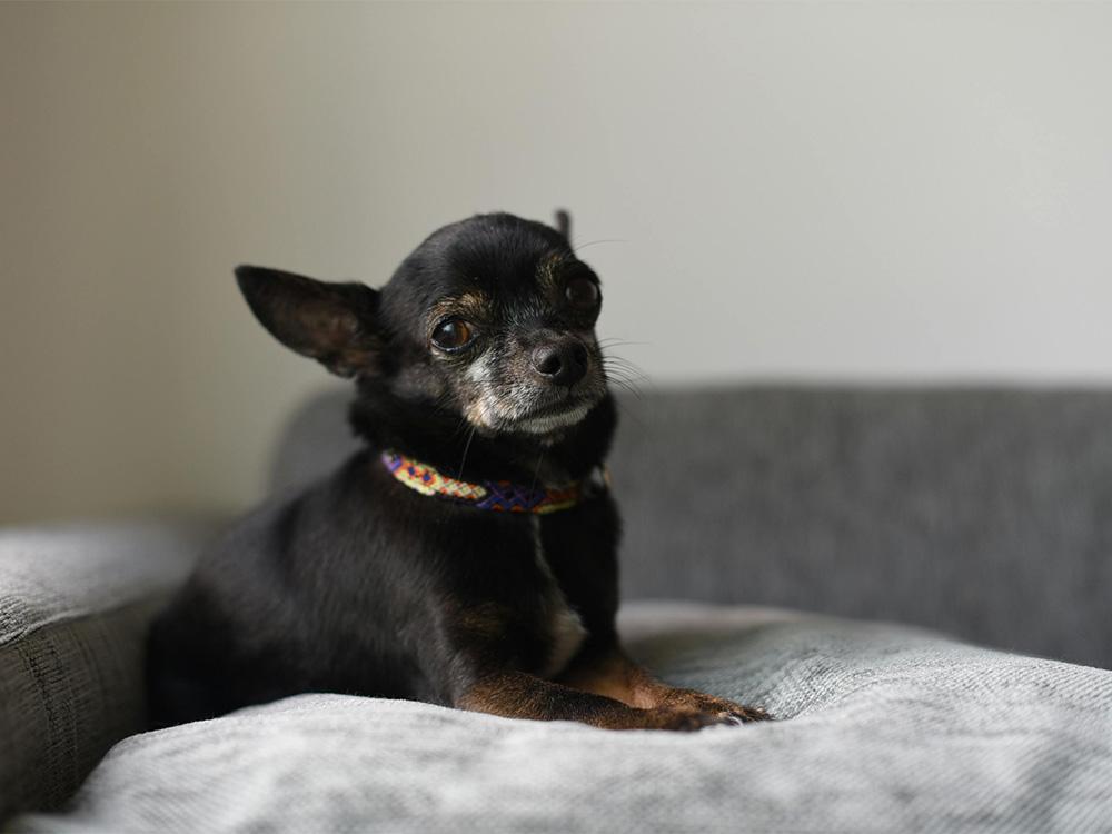 Chihuahua on sofa