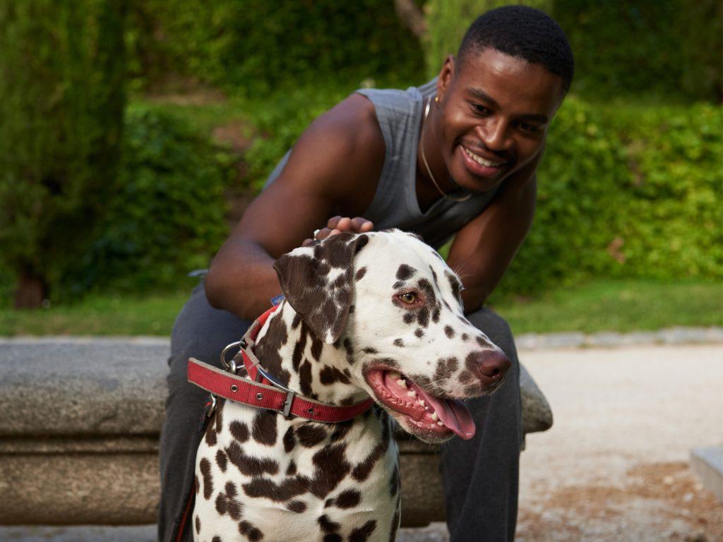 man pets dalmatian dog at park