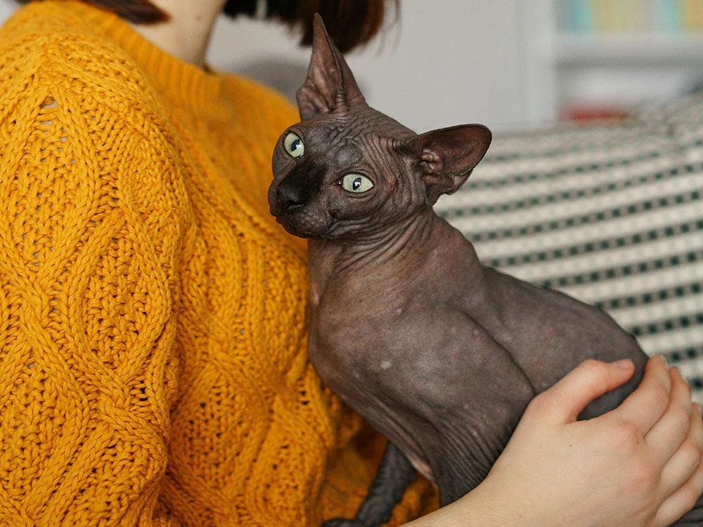 Sphynx cat being held