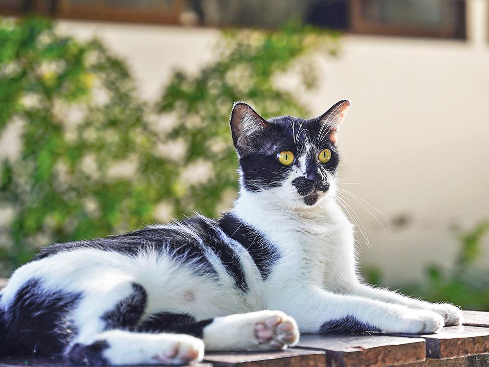 Harlequin patterned domestic shorthair