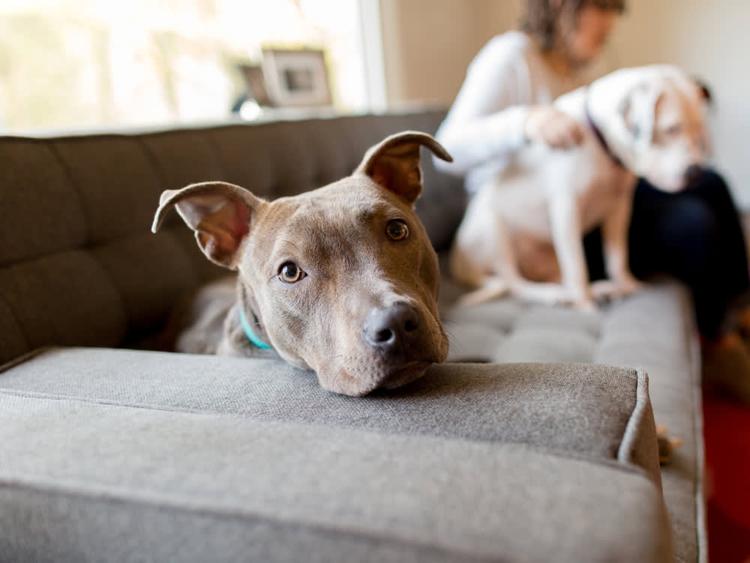 How Do I Surrender My Pit Bull?