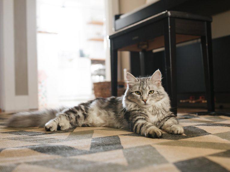 fluffy siberian cat