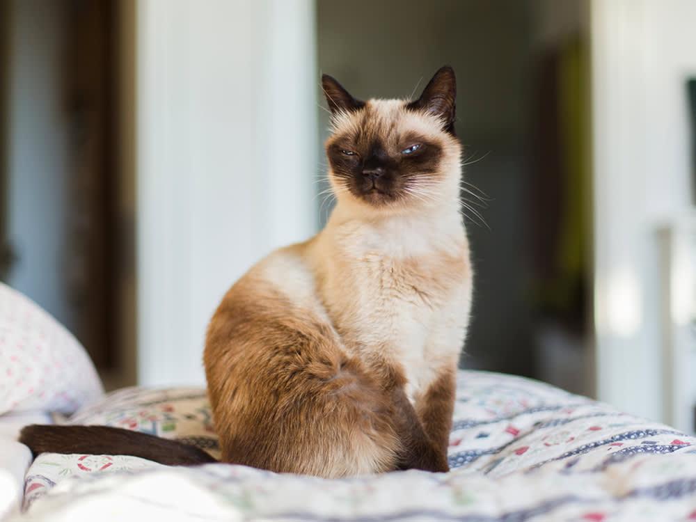 siamese cat on bed