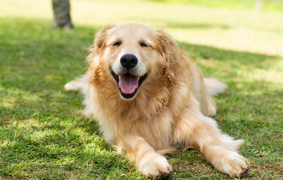 golden-retriever on grass