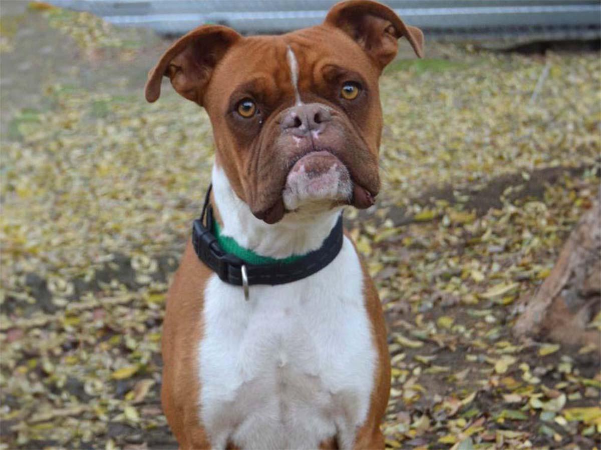 boxer bull dog mix