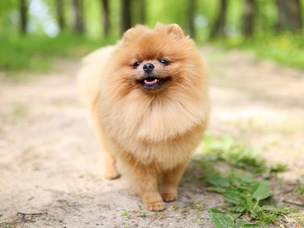 Pomeranian