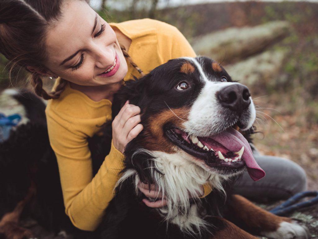 large Bernese mountain dog being hugged by woman