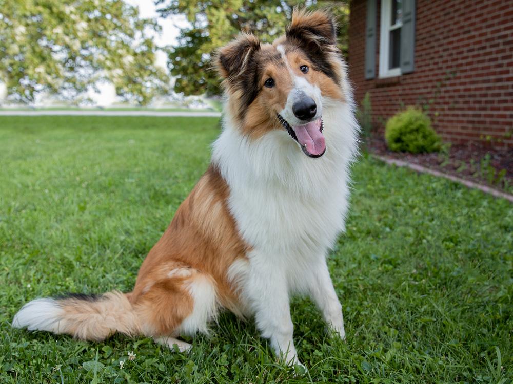 happy collie