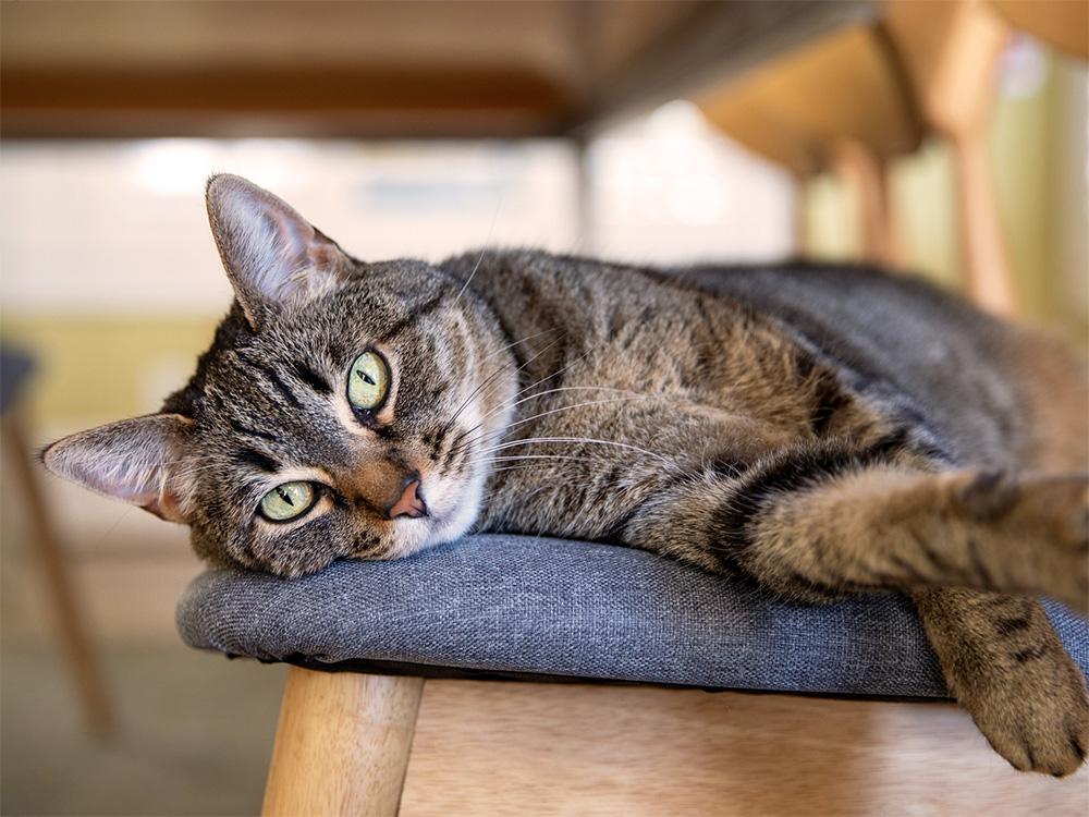 Brown tabby cat on chair