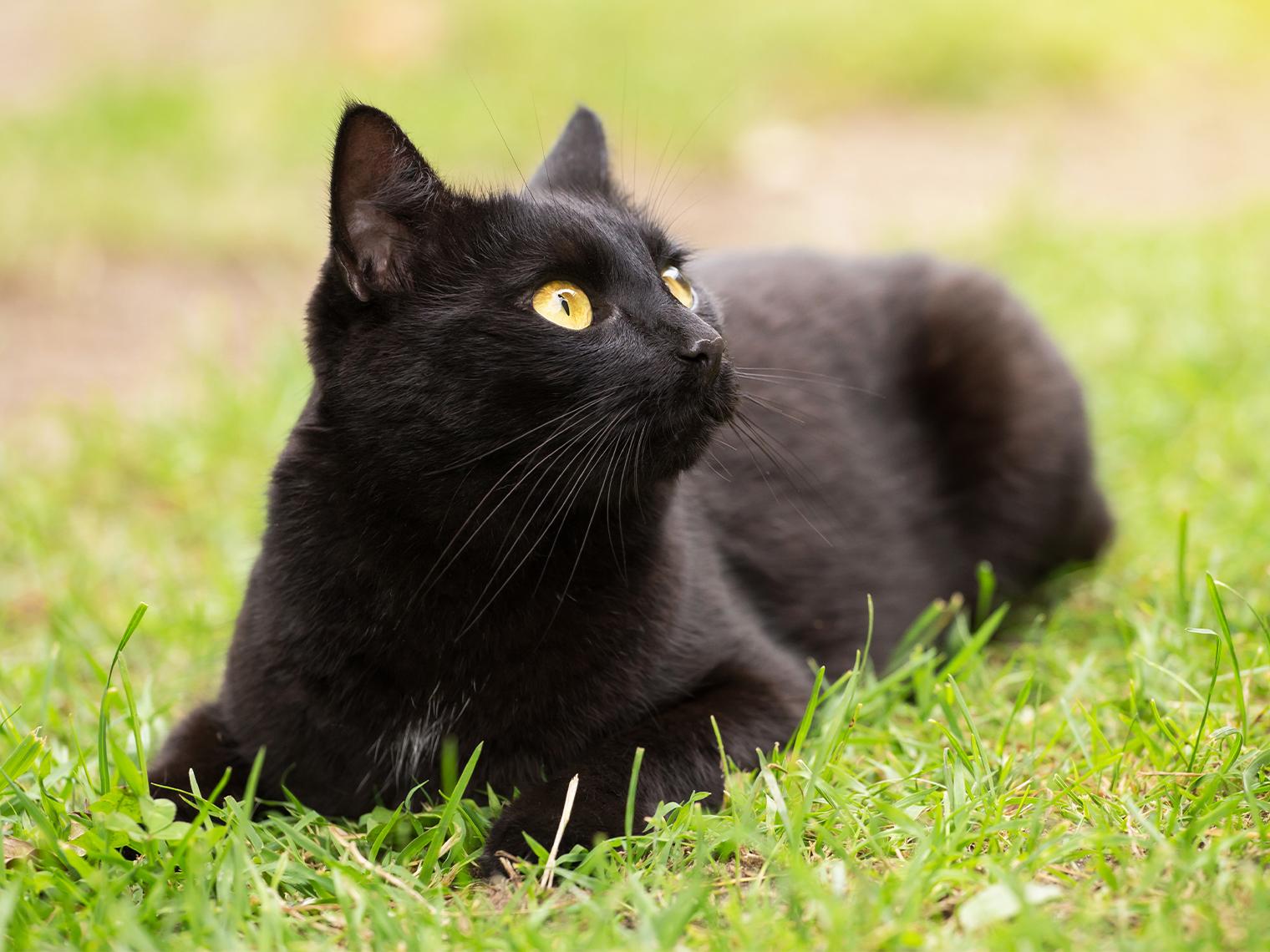 Bombay cat in grass